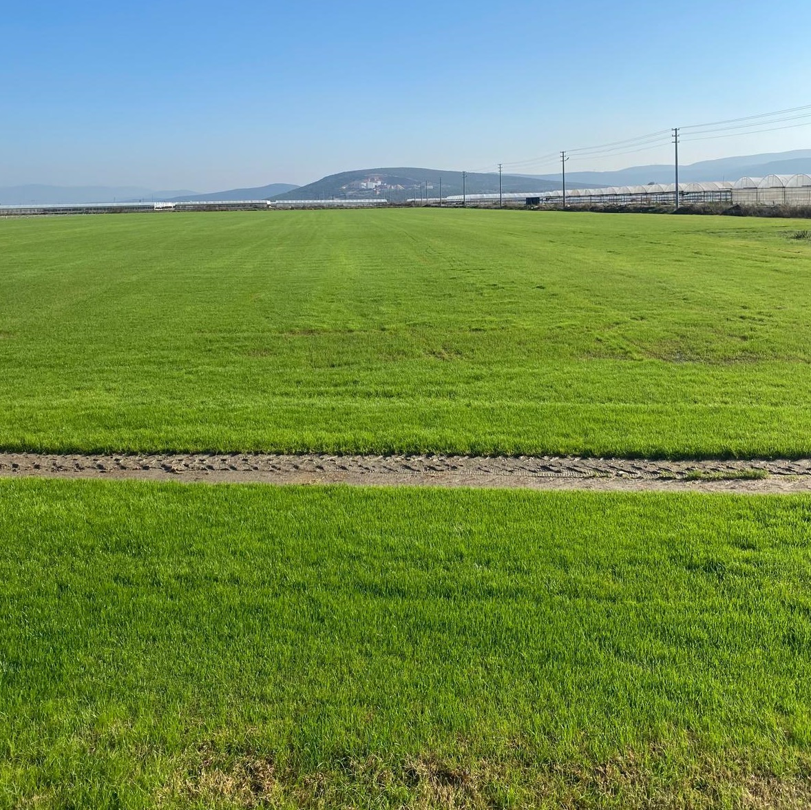 Hazır Çim Tarlası