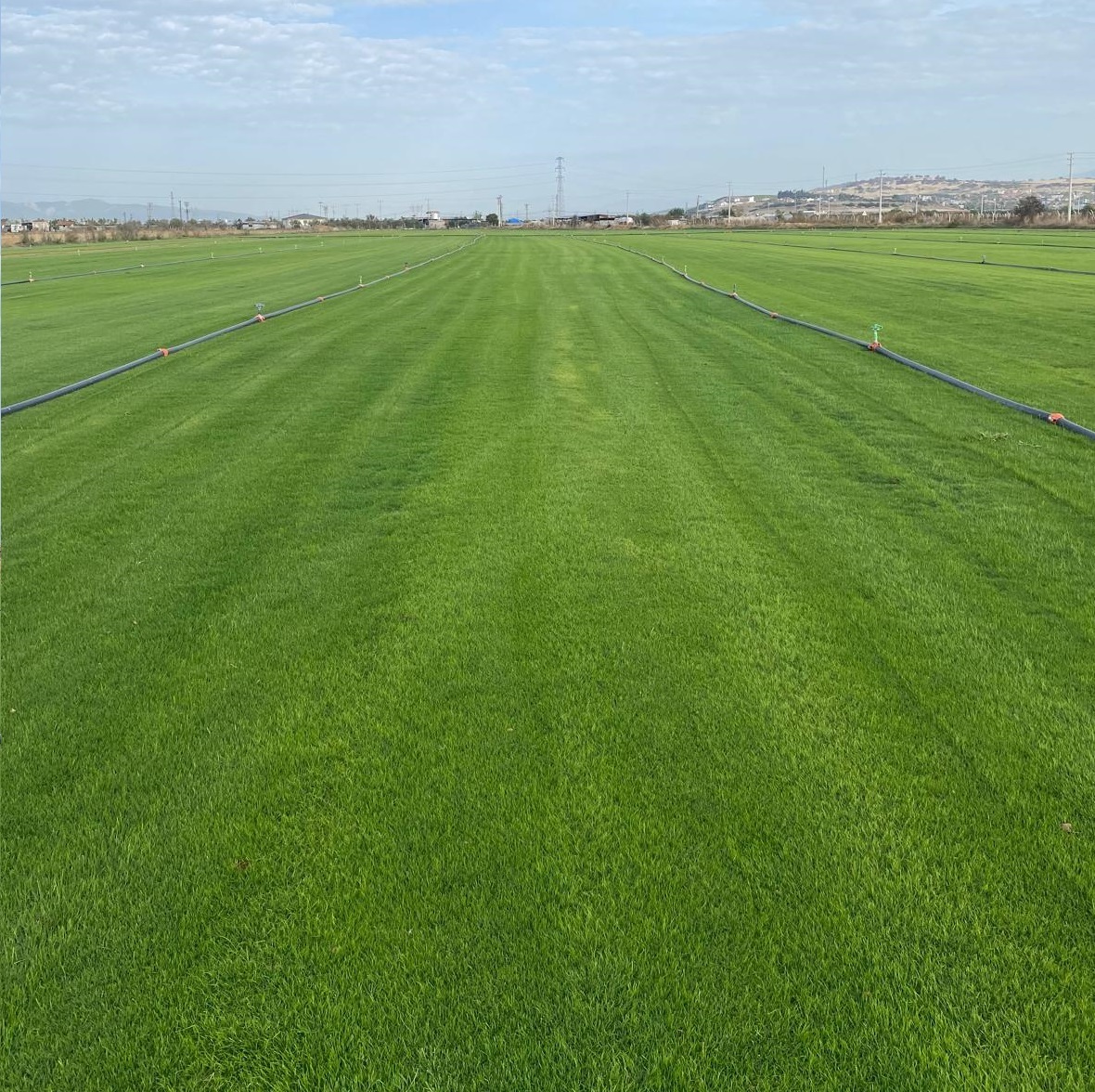 Hazır Çim Üretim Alanı